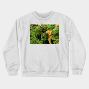 Hummingbird, Wildlife, Nature, gifts Crewneck Sweatshirt